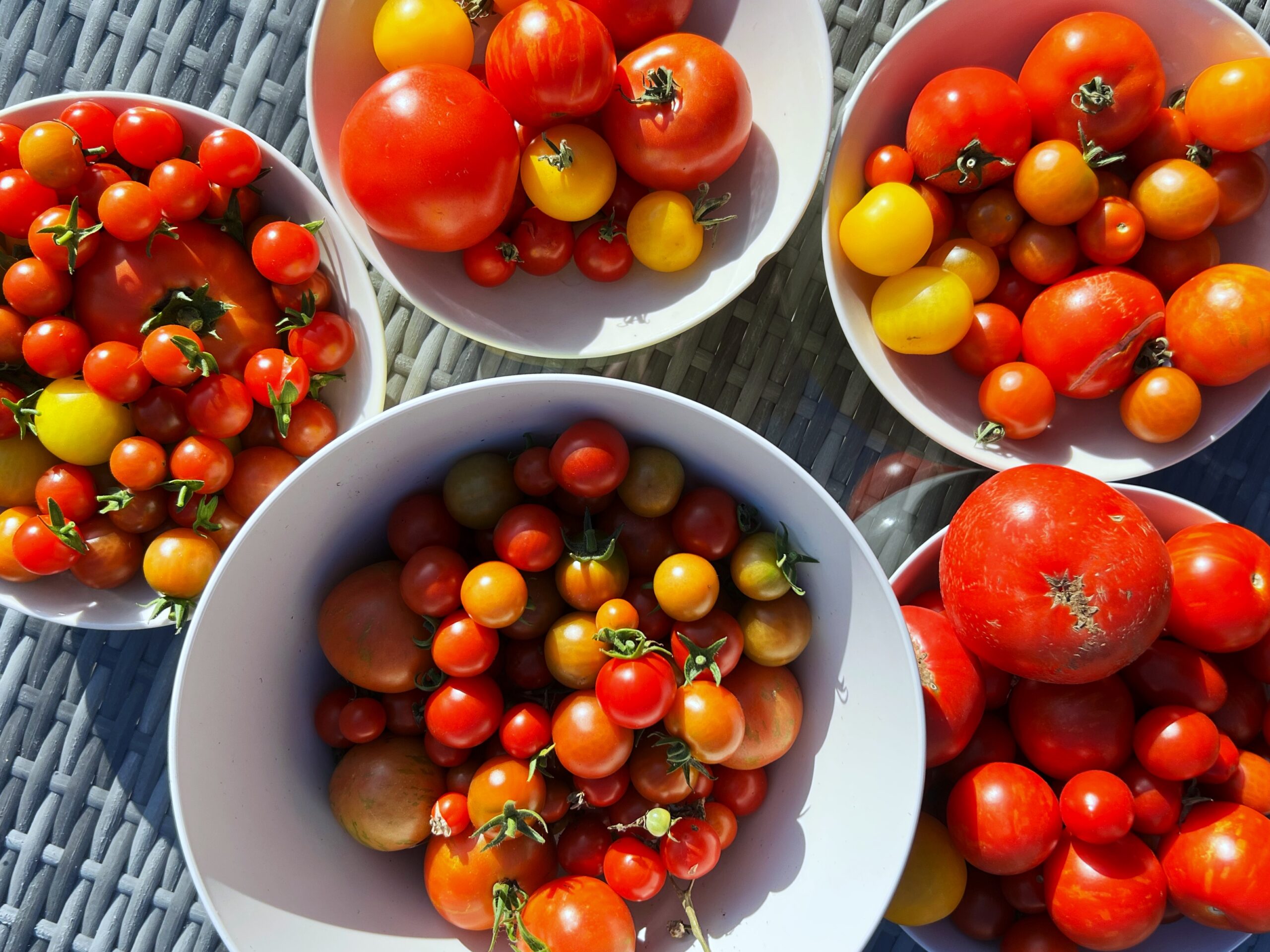 A variety of tomatoes