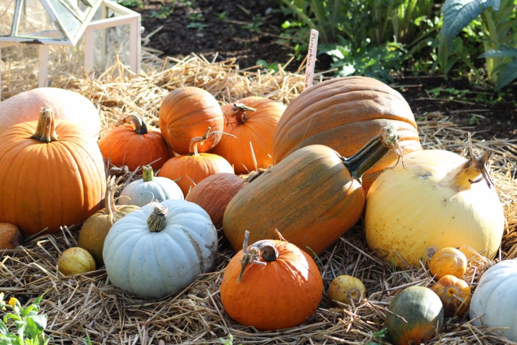 A variety of pumpkins from the harvest crop