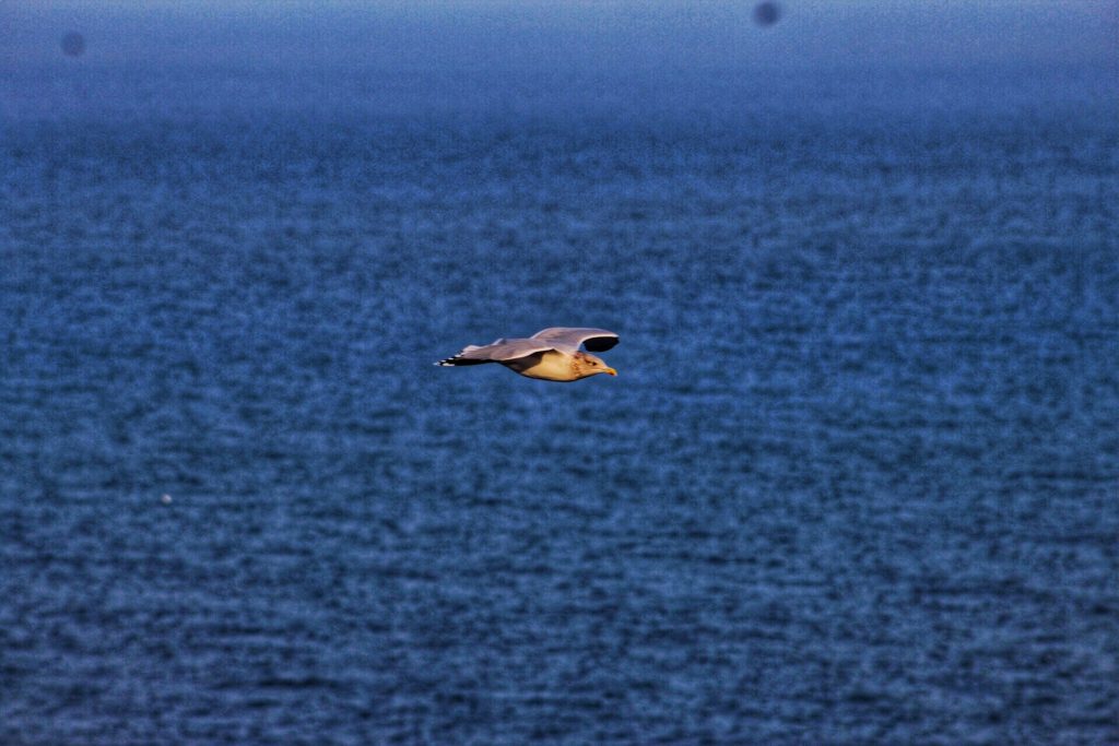 Bird soaring above the sea